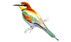 Abejaruco Abejaruco