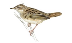 Felosa-malhada Felosa-malhada