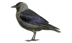 Gralha Gralha