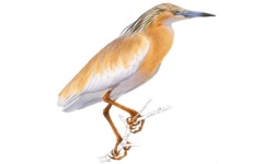Garcilla Garcilla