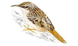 Grimpereau Grimpereau