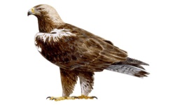 Aigle Aigle