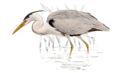 Garza Garza