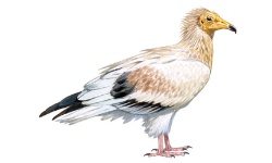 Vautour Vautour