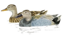 Canard Canard