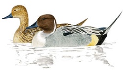 Canard Canard