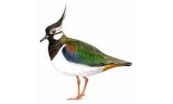 Vanneau Vanneau