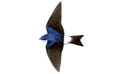 L'hirondelle L'hirondelle