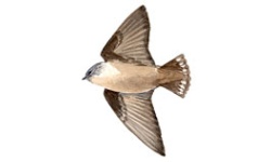 Hirondelle Hirondelle
