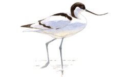Avocette Avocette