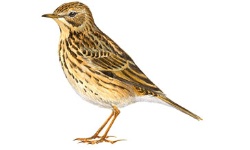 Pipit Pipit