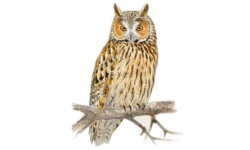Hibou Hibou
