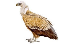 Vautour Vautour