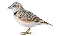 Alouette Alouette