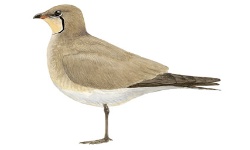 Glaréole Glaréole