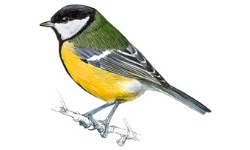 Mésange Mésange