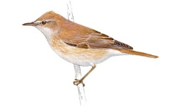 Rousserolle Rousserolle