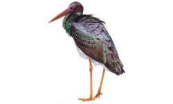 Cigogne Cigogne