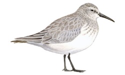 Bécasseau Bécasseau