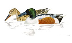 Canard Canard