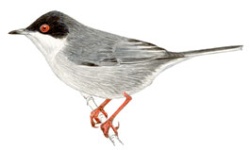 Fauvette Fauvette