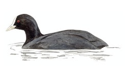 Foulque Foulque