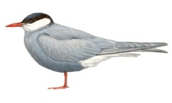 Guifette Guifette