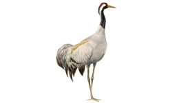 Grulla Grulla