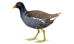 Gallinule Gallinule