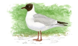 Mouette Mouette