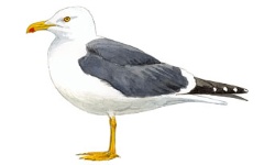 Goéland Goéland