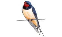 Hirondelle Hirondelle
