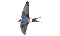 Hirondelle Hirondelle