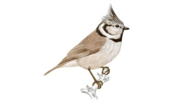 Mésange Mésange