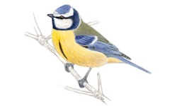 Mésange Mésange