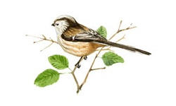 Mésange Mésange