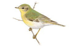 Pouillot Pouillot