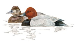 Common Common