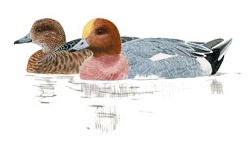 Canard Canard