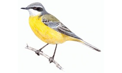 Lavandera Lavandera