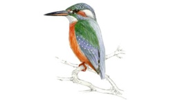Martin-pêcheur Martin-pêcheur