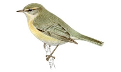 Mosquitero Mosquitero