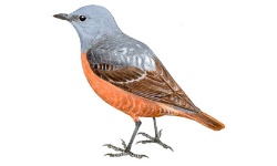 Roquero Roquero