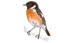 Tarabilla Tarabilla