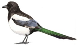 Urraca Urraca