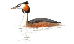 Great-crested