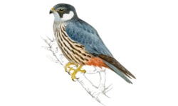 Alcotán Alcotán