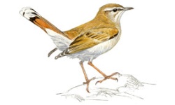 Alzacola Alzacola