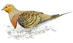 Pin-tailed Pin-tailed