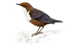 Dipper Dipper